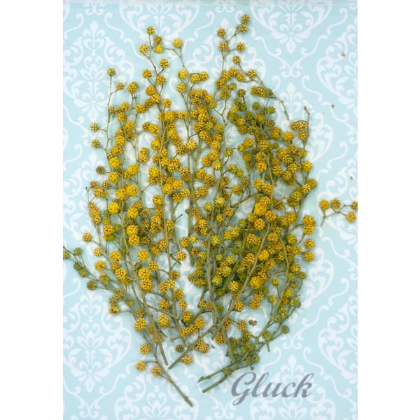 小さめ・固めのお花の自然色ミモザを、大小合わせて15〜20本入りのパックにしてお届けします。できる限り当日出荷をいたしますが、ご注文いただいてからフレッシュなものをパックいたしますので、翌営業日の発送になる場合もございます。1回のご注文で別...