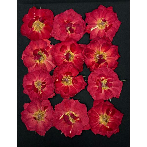 自然色のミニバラの押し花12枚入り。お求め頂き安い少量パックにしてお届けします。 できる限り当日出荷をいたしますが、ご注文いただいてからフレッシュなものをパックいたしますので、翌営業日の発送になる場合もございます。1回のご注文で別途送料（2...