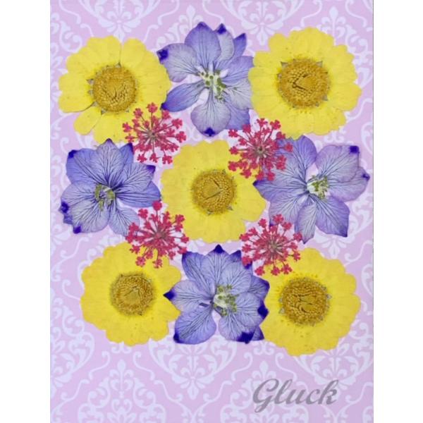 ムルチコーレ・吸い上げ着色千鳥草（ラベンダープラス）・吸い上げ着色レースフラワー（ラズベリーピンク）の3種のお花を計13輪の少量パックにしてお届けします。 できる限り当日出荷をいたしますが、ご注文いただいてからフレッシュなものをパックいたし...