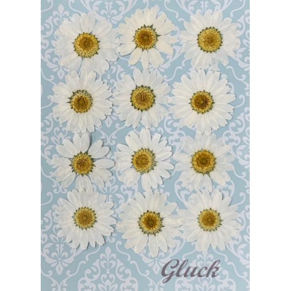 自然色のノースポール小サイズの押し花12枚入りです。お求め頂き安い少量パックにしてお届けします。 できる限り当日出荷をいたしますが、ご注文いただいてからフレッシュなものをパックいたしますので、翌営業日の発送になる場合もございます。1回のご注...