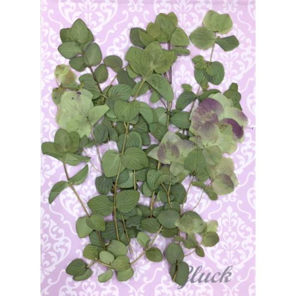 優しい自然色のオレガノケントビューティー約10本のパックです。ドライ向きのお花のため褪色しづらいです。お求め頂き安い少量パックにしてお届けします。 できる限り当日出荷をいたしますが、ご注文いただいてからフレッシュなものをパックいたしますので...