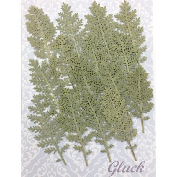 自然色のシルバーリーフの押し花約15枚入り。お求め頂き安い少量パックにしてお届けします。 できる限り当日出荷をいたしますが、ご注文いただいてからフレッシュなものをパックいたしますので、翌営業日の発送になる場合もございます。1回のご注文で別途...