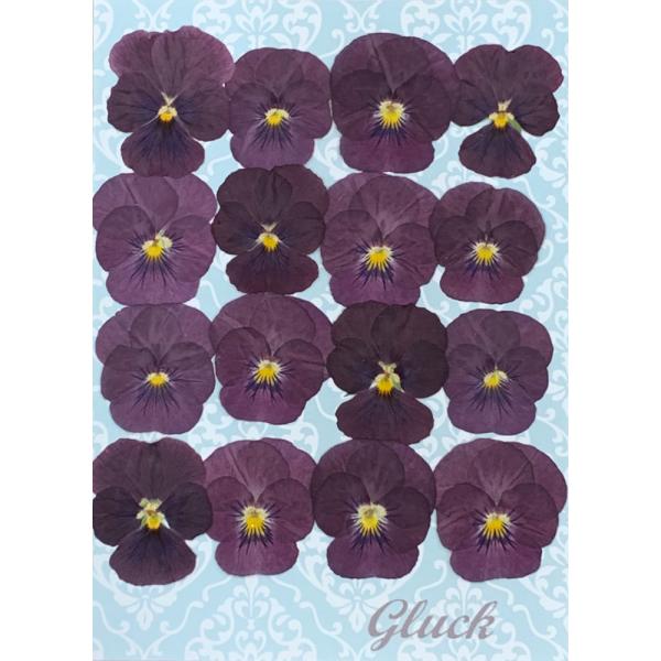 自然色パープルのビオラを16枚のパックにしてお届けします。お求め頂き安い少量パックにしてお届けします。 できる限り当日出荷をいたしますが、ご注文いただいてからフレッシュなものをパックいたしますので、翌営業日の発送になる場合もございます。1回...