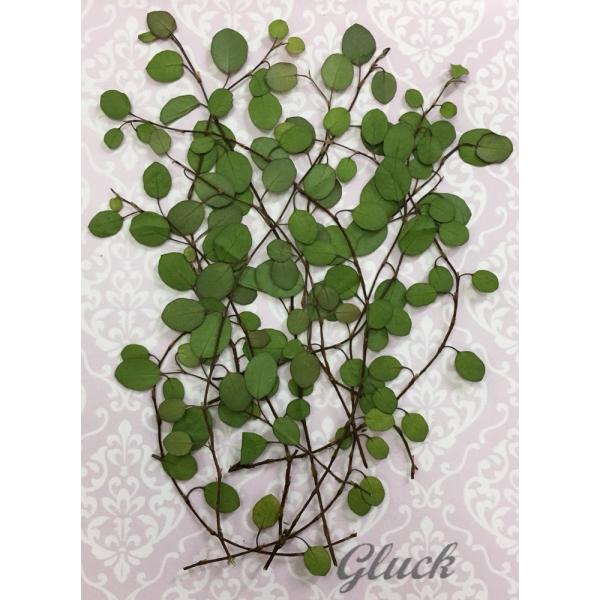 自然色のワイヤープランツの押し花です。お求め頂き安い少量パックにしてお届けします。 できる限り当日出荷をいたしますが、ご注文いただいてからフレッシュなものをパックいたしますので、翌営業日の発送になる場合もございます。1回のご注文で別途送料（...