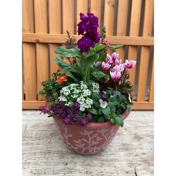 【送料無料（一部地域を除く）】北海道・沖縄・離島の方はお届けまでにお時間がかかるためご注文頂けません。ご注文をショップにてキャンセルさせて頂ます。鉢はリーフ柄9号、レッド（4色展開）ラッピングはお受けできかねますが、メッセージカードは無料で...