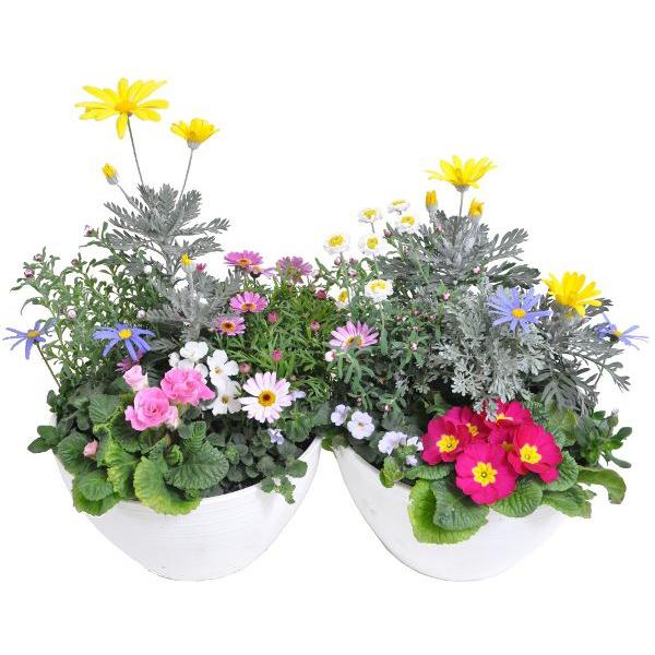 鉢植え プラケース 宿根草 多年草多し ２個セット Buyee Buyee Japanese Proxy Service Buy From Japan Bot Online