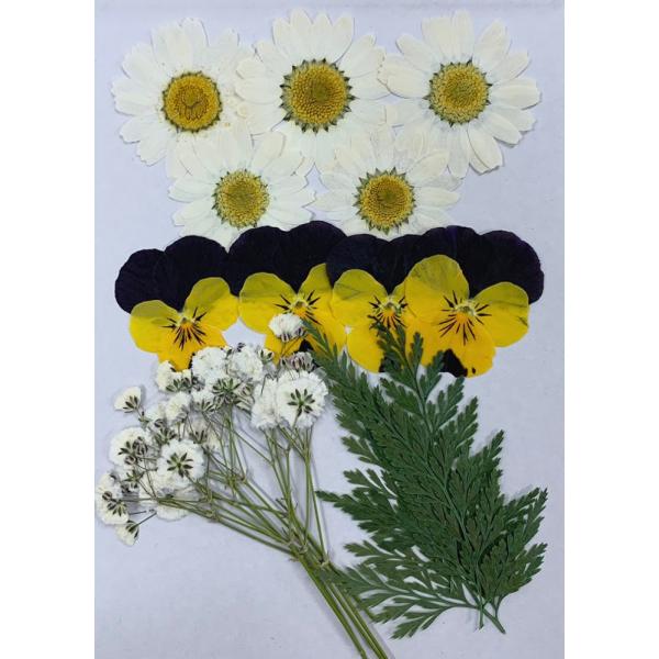 押し花 セット No 11 お花屋さんの上質な押し花 ノースポール ビオラ シダ かすみ草 Oshibana 11 はなはなぐりゅっけ 通販 Yahoo ショッピング