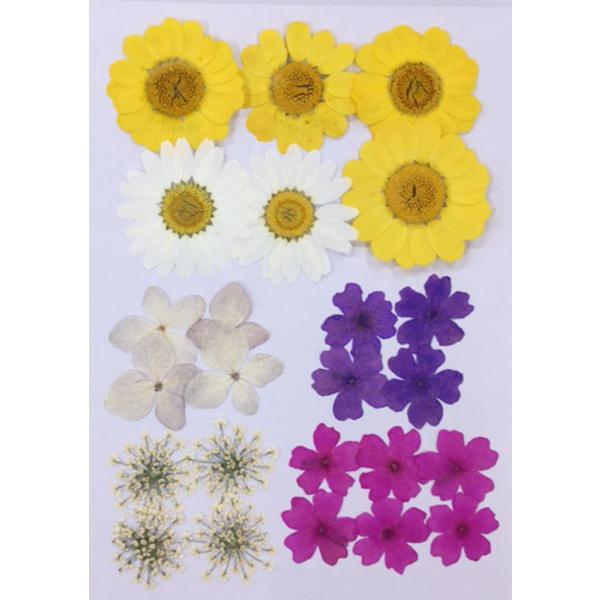 自然色のノースポール、ムルチコーレ、あじさい、レースフラワー、着色したバーベナの押し花セットです。一輪ずつ丁寧に仕上げた押し花を、デザイン性を考慮して数種類のセットにしてあります。UVレジンを使用してオリジナルのスマホケースやカードケース・...