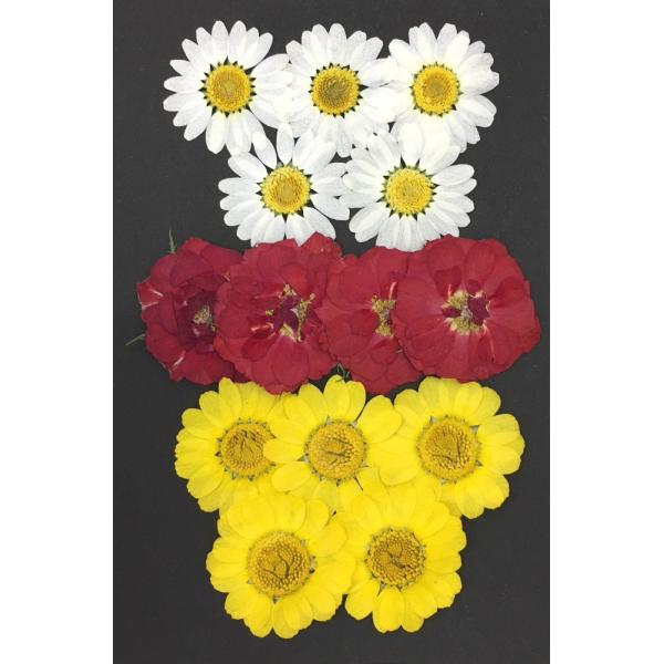 自然色のノースポール、ミニバラローズ、ムルチコーレの3種類の押し花セットです。こちらの押し花とUVレジンを使用してオリジナルのスマホケースやカード入れなどが作成できます。梱包は簡易梱包です。追跡可能メール便でのお届けになります。着色をしてい...