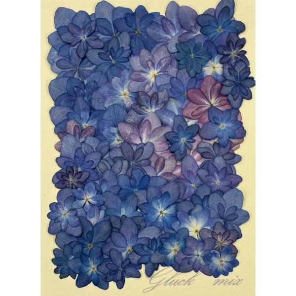 自然色の八重あじさいの押し花です。大小約60枚入りのお得なパックです。丁寧に花芯を取って押し花にしておりますので綺麗に仕上がっています。こちらの押し花とUVレジンを使用してオリジナルのスマホケースや名刺入れが作成できます。オリジナルのデザイ...