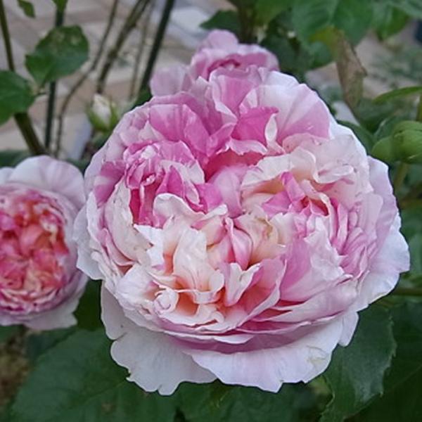 バラ 苗 デルバール 【エドゥアール マネ (HT) 大輪 四季咲き】 2年生