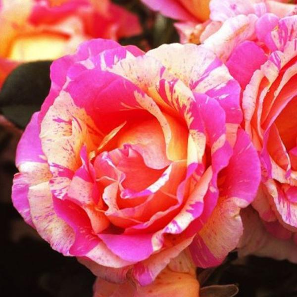 o c fo[ yN[h l (HT)  lG炫z 2N ڂ c