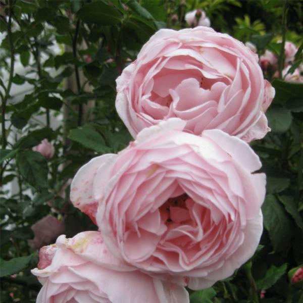 o c fo[ yo iG} (CL)  lG炫z 2N ڂ c