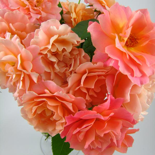 o c fo[ y{f[ AuR (FL)  lG炫z 2N ڂؑc