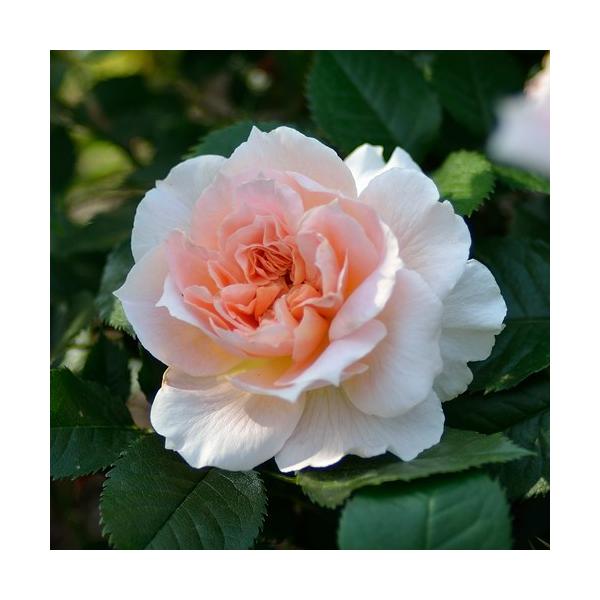 o c h yN[ hD iN (Cio)z 2N ڂؑc