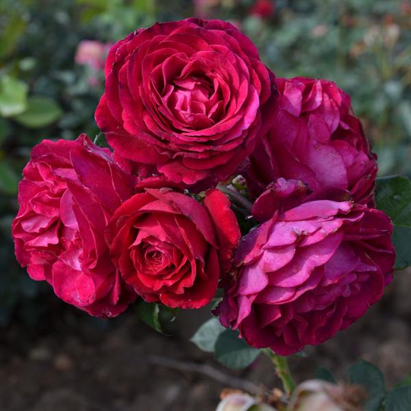 o c h yAvg (FL)  lG炫z 2N ڂؑc