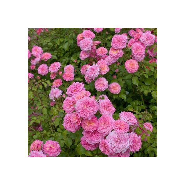 JԌ㋭芔 ԉȂ &lt;br&gt;o c htg[Y yXEB[ghtg (Cio) lG炫z 1N } 3.5 (10.5cm) |bgc