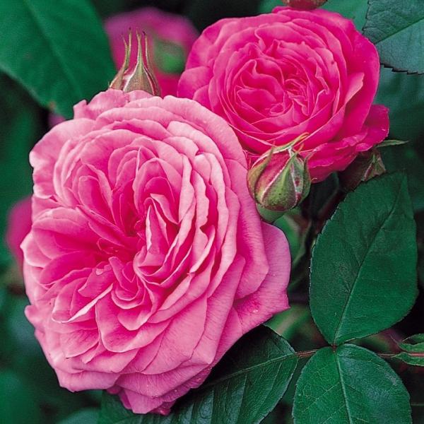 o c CObV[Y yK[g[h WFL  Ԃ炫z 3N ڂ 1.3m c (ڕc)