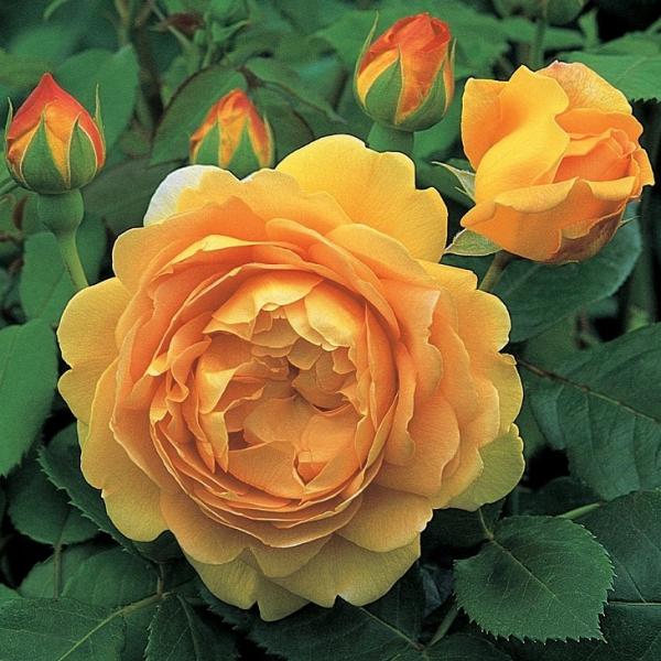 o c CObV[Y yS[fZu[V  lG炫z 3N ڂ 1.3m c (ڕc)