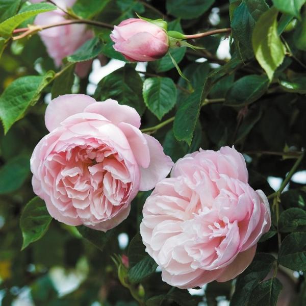 o c CObV[Y yU WFlX K[fi[  Ԃ炫z 3N ڂ 1.3m c (ڕc)