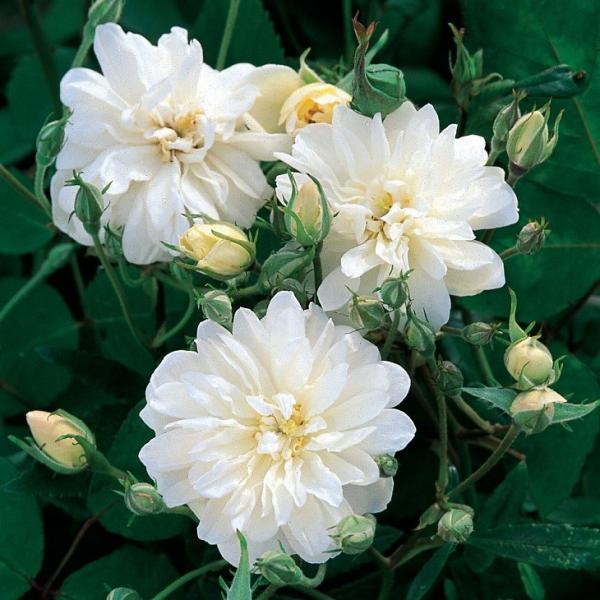 o c CObV[Y yXm[O[X  ~jo lG炫z 3N ڂ 1.3m c (ڕc)