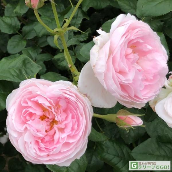 イングリッシュローズ接木大苗　切花品種　四季咲　中香　強健 バラ 苗 イングリッシュローズ 【セプタードアイル 中輪