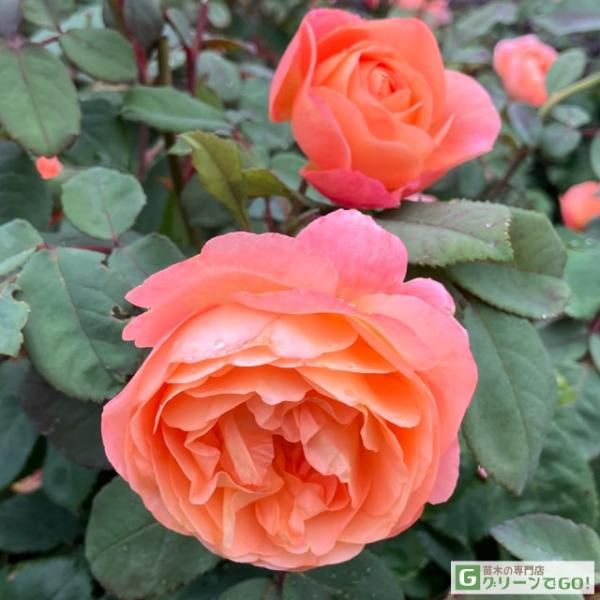 バラ 苗 イングリッシュローズ 【レディエマハミルトン 大輪 四季咲き