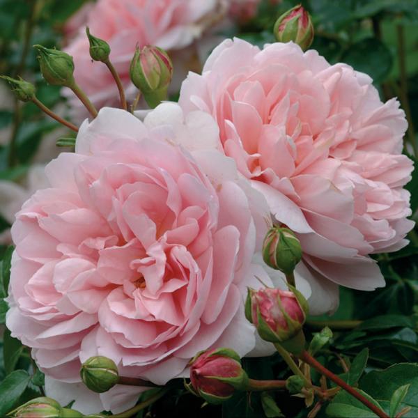 イングリッシュローズ接木大苗　切花品種　四季咲　中香　強健 イングリッシュローズ接木苗 四季咲 強香 強健