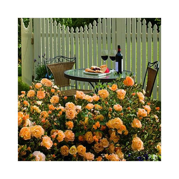 バラ 苗 フラワーカーペットローズ アンバー 修景バラ 四季咲き 1年生 挿し木 3 5号 10 5cm ポット苗 Buyee Buyee บร การต วกลางจากญ ป น ซ อจากประเทศญ ป น