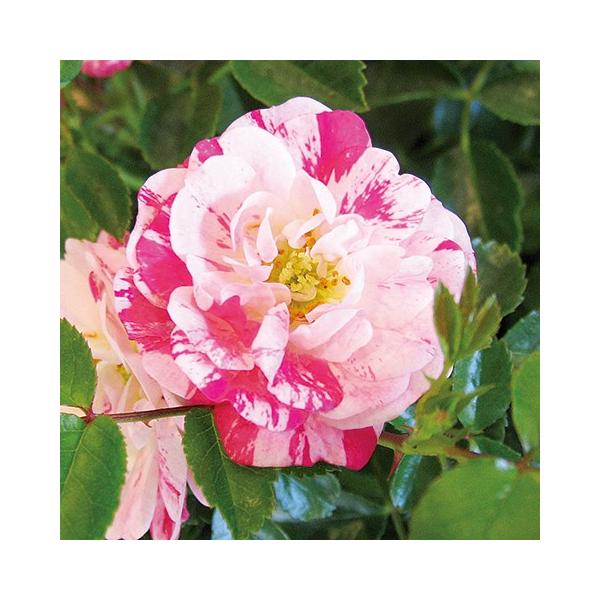 o c t[J[ybg[Y ysNXvbV (Cio) lG炫z 1N } 3.5 (10.5cm) |bgc