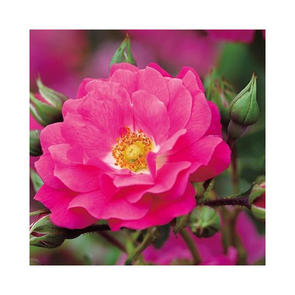 o c t[J[ybg[Y ysN (Cio) lG炫z 1N } 3.5 (10.5cm) |bgc