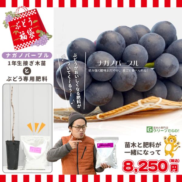 ナガノパープル 2kgの人気商品 通販 価格比較 価格 Com