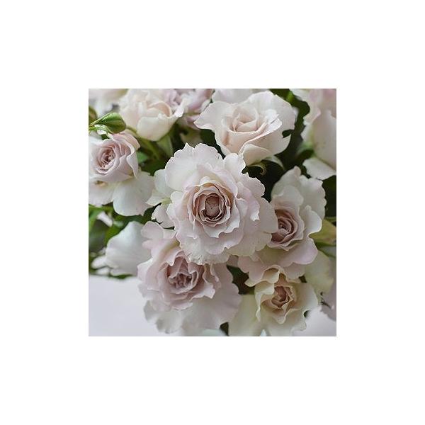 o c ͖{o yTtBbg (FL)  lG炫z 2N ڂ c