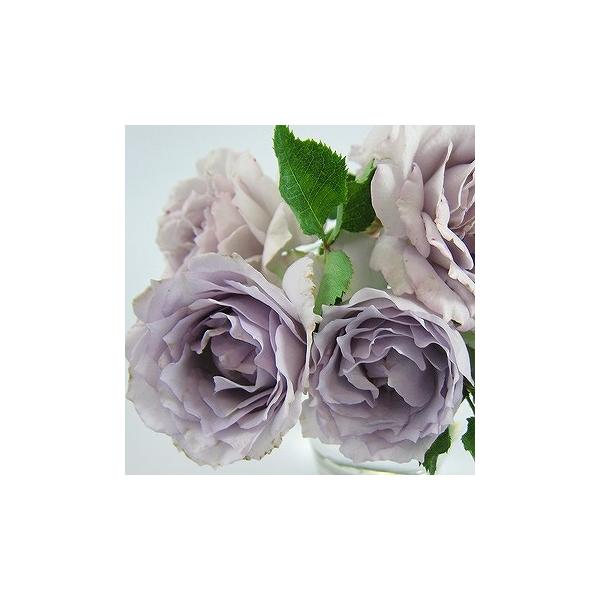 o c ͖{o yVt@[ (FL)  lG炫z 2N ڂ c