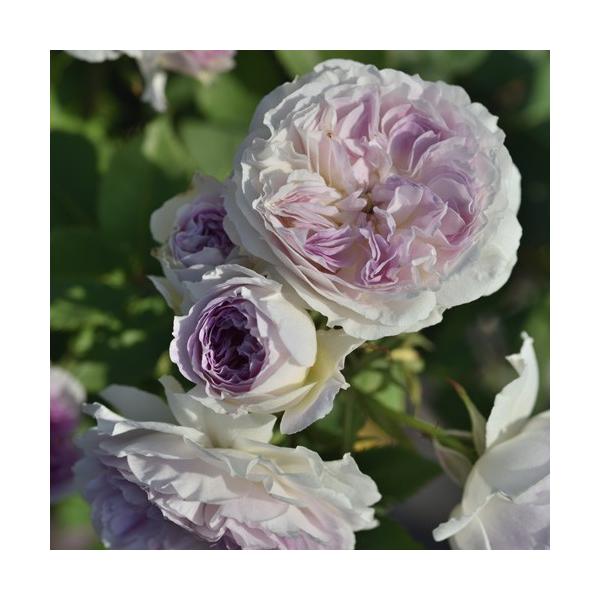 o c ͖{o yu[ [ Xg[ (FL)  lG炫z 2N ڂؑc