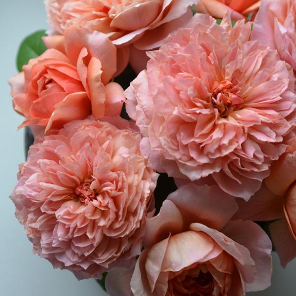 o c ͖{o y[ h  Mbg (HT)  JԂ炫z 2N ڂؑc