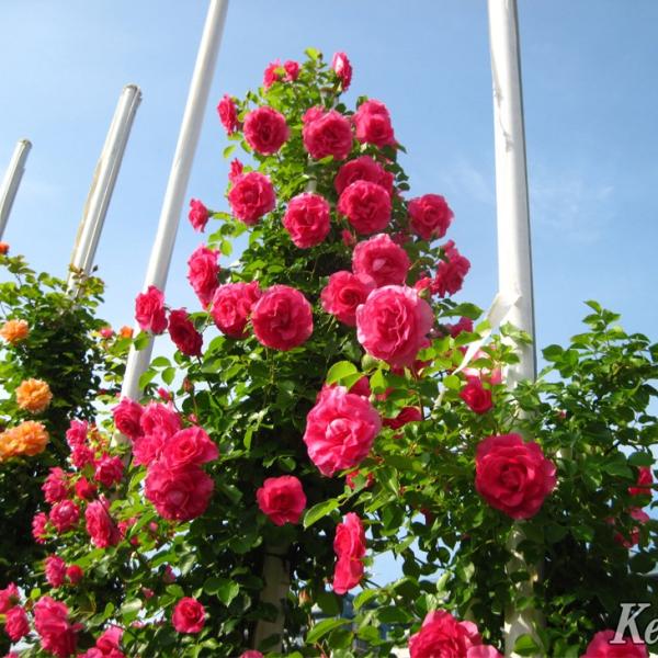 o c  yo [Y (CL)  Ԃ炫z 3N ڂ 1.3m c (ڕc)