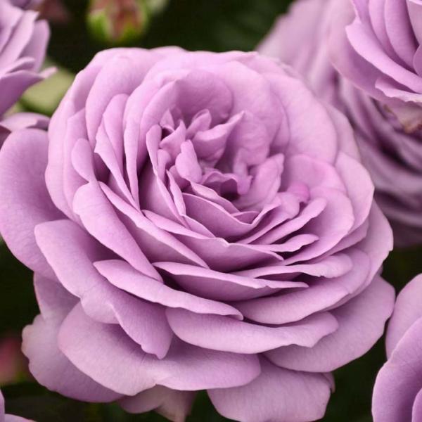 �o�� �c ���� �y�J�C���_�u���[ (HT) ���� �l�G�炫�z 2�N�� �ڂ��� ��c