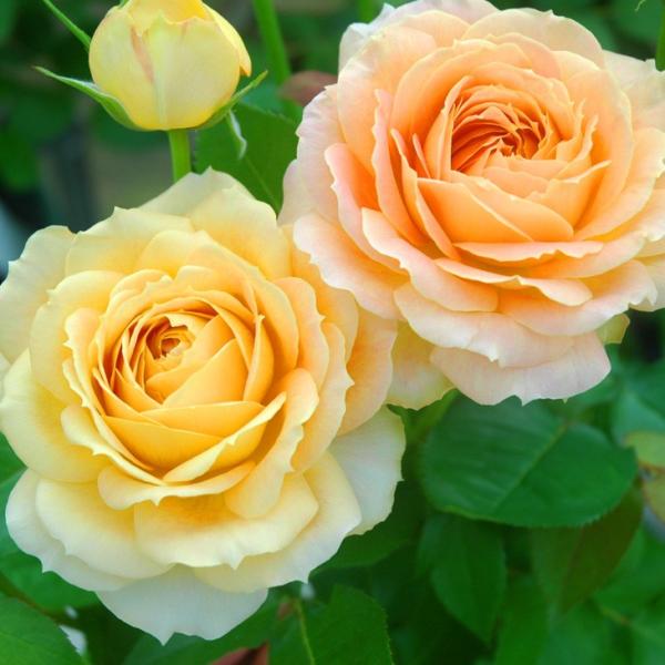 アンティーク バラ 苗の人気商品 通販 価格比較 価格 Com