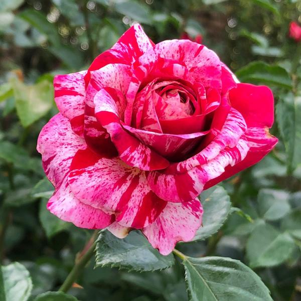 ちぃ　引っ越し片付け中薔薇2苗 hanahiroba_ke07-023t002-01
