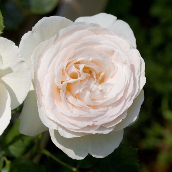 o c  yo u sG[ hD T[ (CL)  Ԃ炫z 3N ڂ 1.3m c (ڕc)