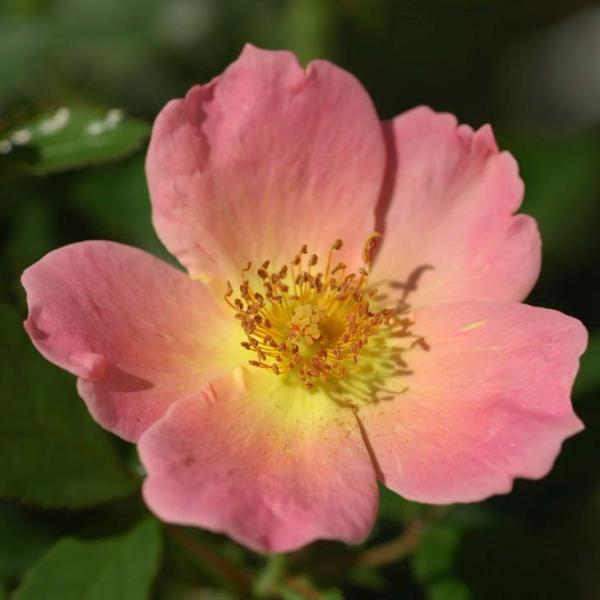 o c  yC{[mbNAEg (FL)  lG炫z 2N ڂ c