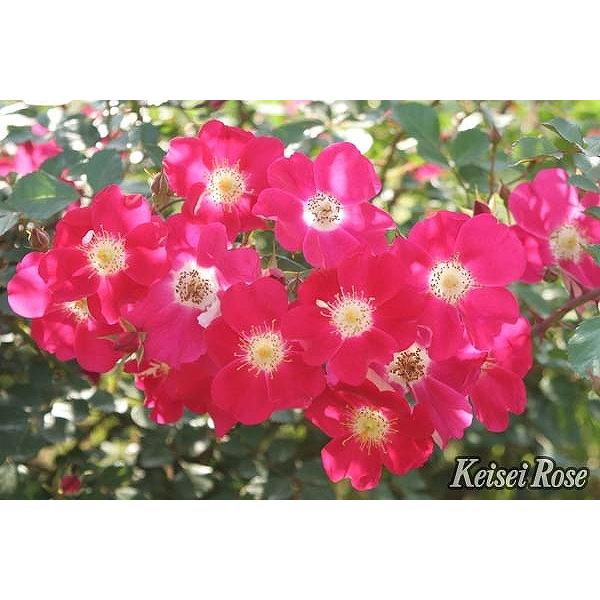 o c  yLfBA CfBh (Cio) lG炫z 2N ڂ c