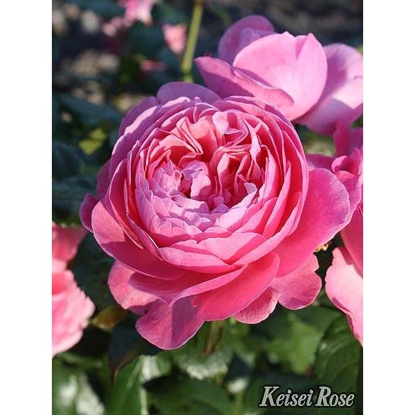 o c  yPi[ t[ (CL) lG炫z 2N ڂ c