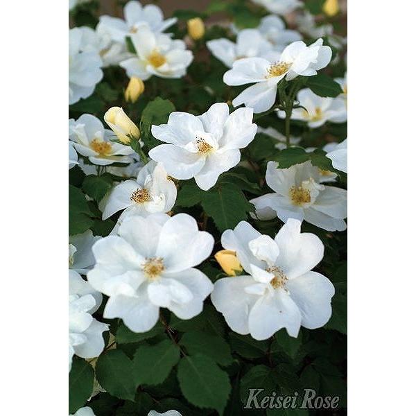 バラ 苗 ホワイト」の人気商品一覧 | 安い商品を通販サイトから探す