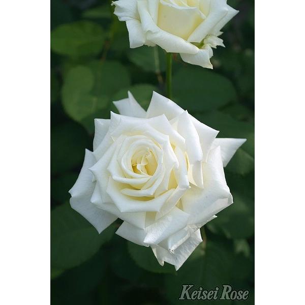 バラ 苗 京成 【ヨハネ パウロ2世 (HT) 大輪 四季咲き】 2年生