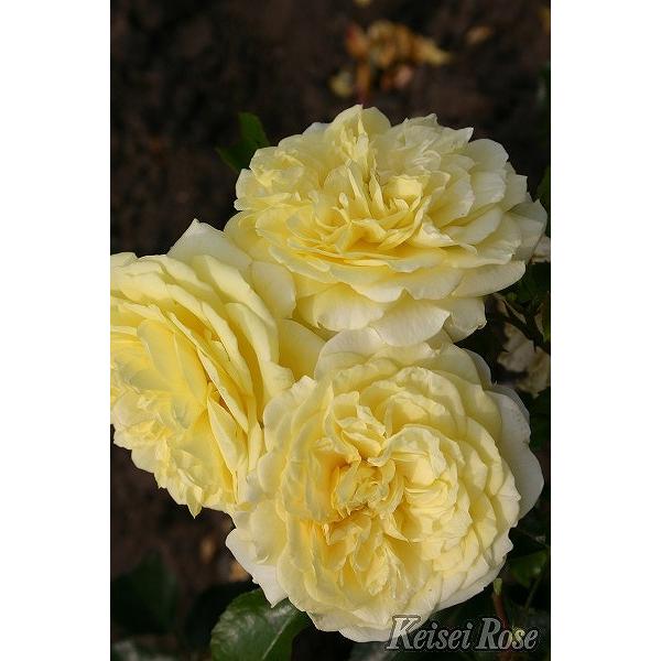 バラ 苗 京成 【ソレロ (修景バラ) 四季咲き】 2年生 接ぎ木 大苗