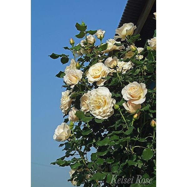 バラ 苗 京成 【つるバラ フレンチ レース (CL) 四季咲き】 2年生