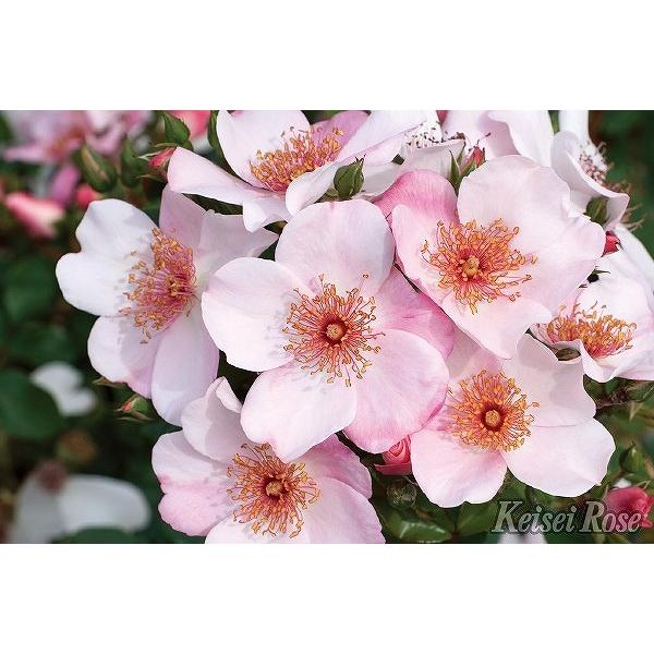 o c  ysNTN[i (Cio) lG炫z 2N ڂ c