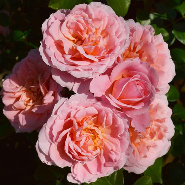 o c  y (CL)z 2N ڂؑc